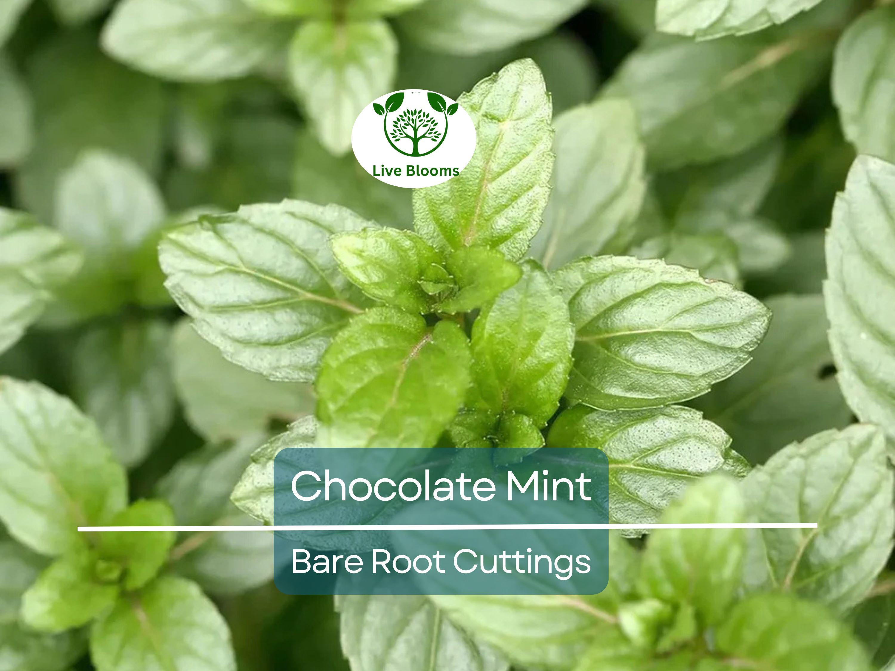 6 Chocolate Mint Bare Root Cuttings, Mentha x piperita, Fresh Aromatic Herb, Perfect for Growing, Sweet Mint Flavor for Tea & Cooking