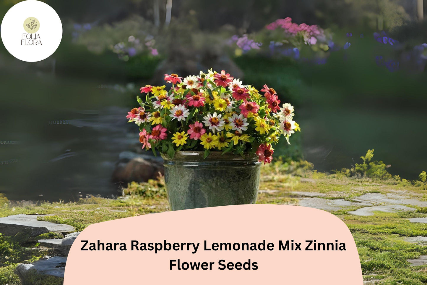 100+ Zahara Raspberry Lemonade Mix Zinnia Seeds – Compact Hybrid Non-GMO Annual Flowers for Garden Planting & Containers
