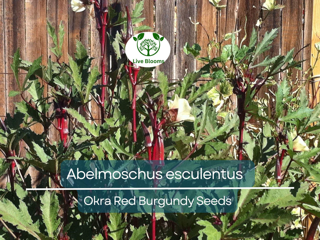 15 Seeds Okra Red Burgundy for Planting (Abelmoschus esculentus) - Vibrant, Red Okra for Home Gardens, Unique, Heat-Tolerant, High Yield