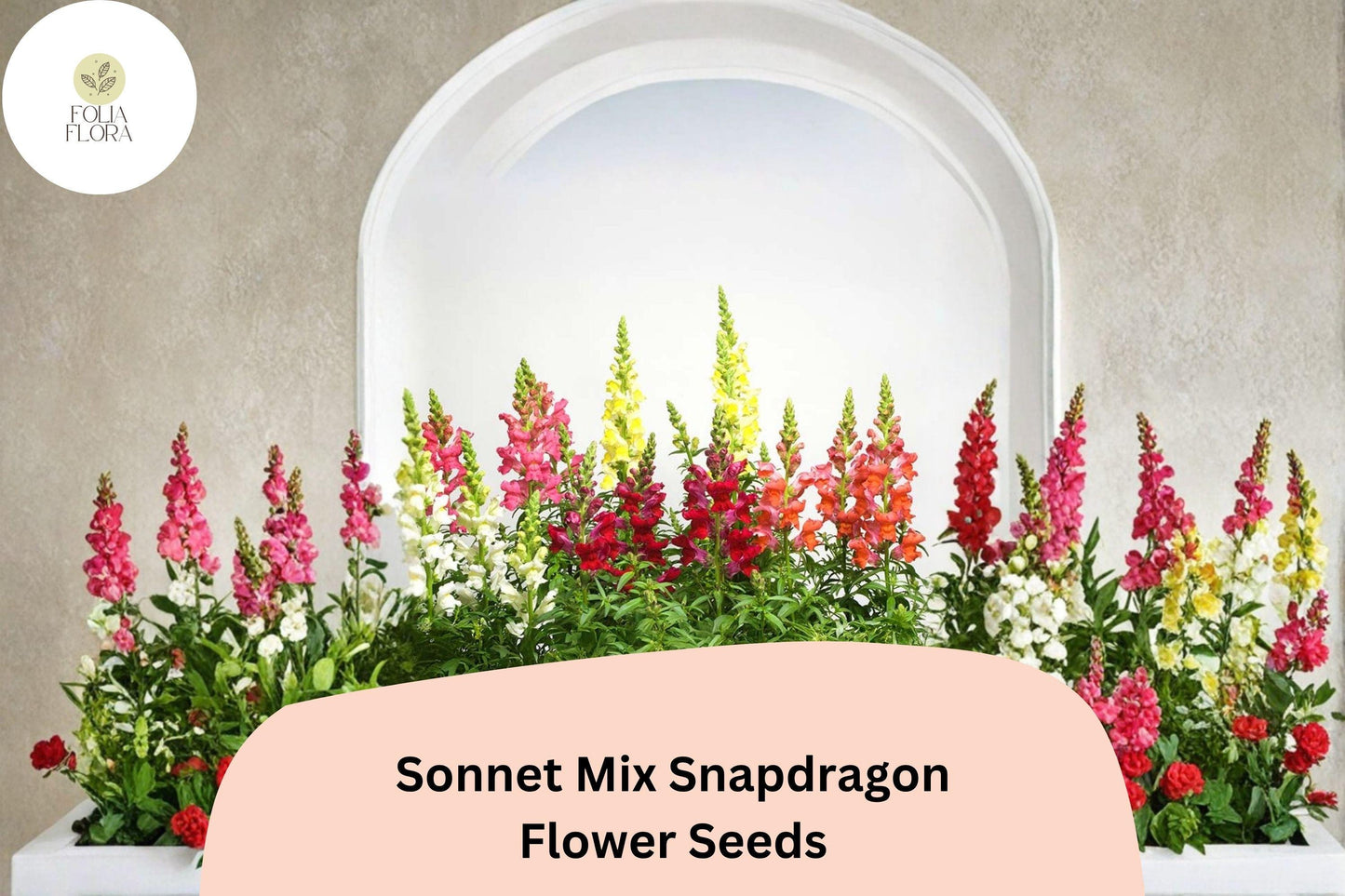 1000+ Sonnet Mix Snapdragon Seeds | Antirrhinum majus | Colorful Garden Flowers for Beds, Borders
