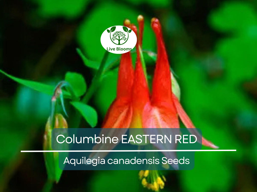 200 Seeds Columbine EASTERN RED Perennial, Aquilegia canadensis, PartShade, Attracts Pollinators, Non-GMO, Beautiful Red Blooms