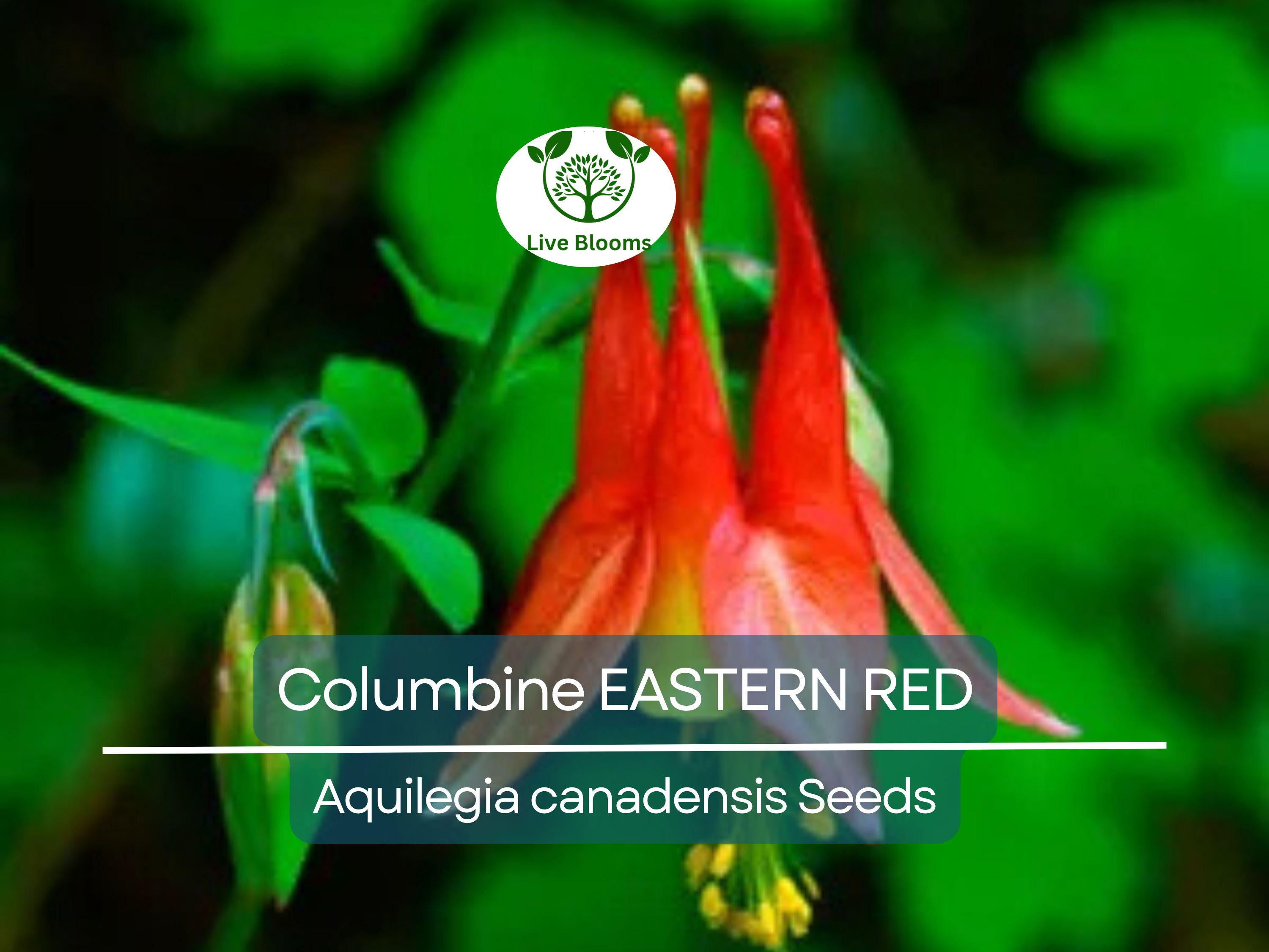 200 Seeds Columbine EASTERN RED Perennial, Aquilegia canadensis, PartShade, Attracts Pollinators, Non-GMO, Beautiful Red Blooms