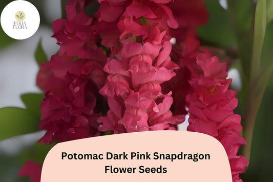 Antirrhinum majus Potomac Dark Pink Snapdragon Seeds – 1000+ Bold Pink Blooms for Garden & Cut Flowers