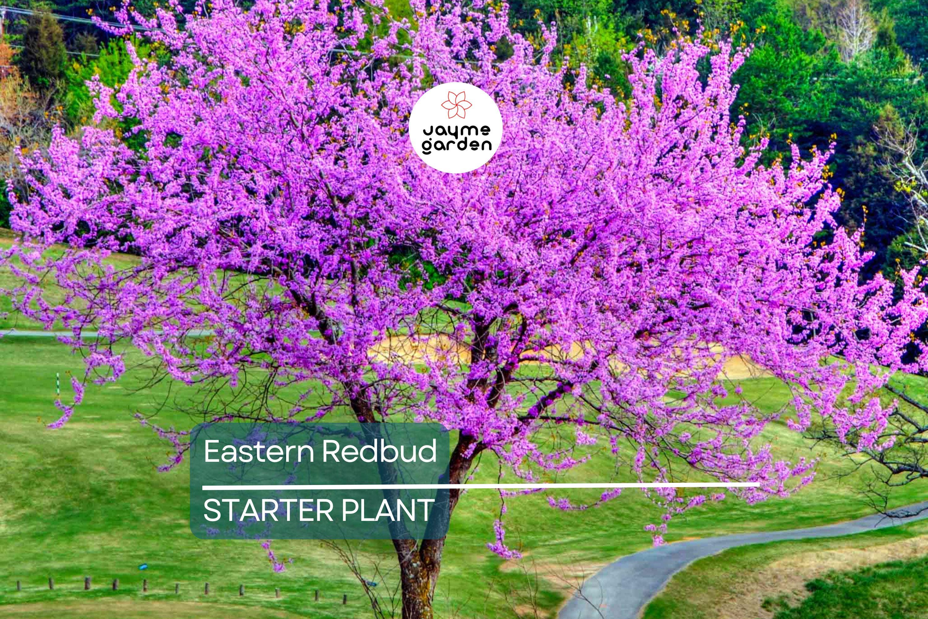Eastern Redbud Tree – Live Bare Root, Cercis canadensis, Rosy Pink Flowers, Fast-Growing, 2-3 Ft Tall, Drought Tolerant, Zones 4-9
