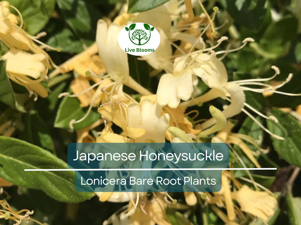 5 Japanese Honeysuckle Vines – Lonicera japonica – Live Bare Root Starter Plants – Fast-Growing & Fragrant Climber