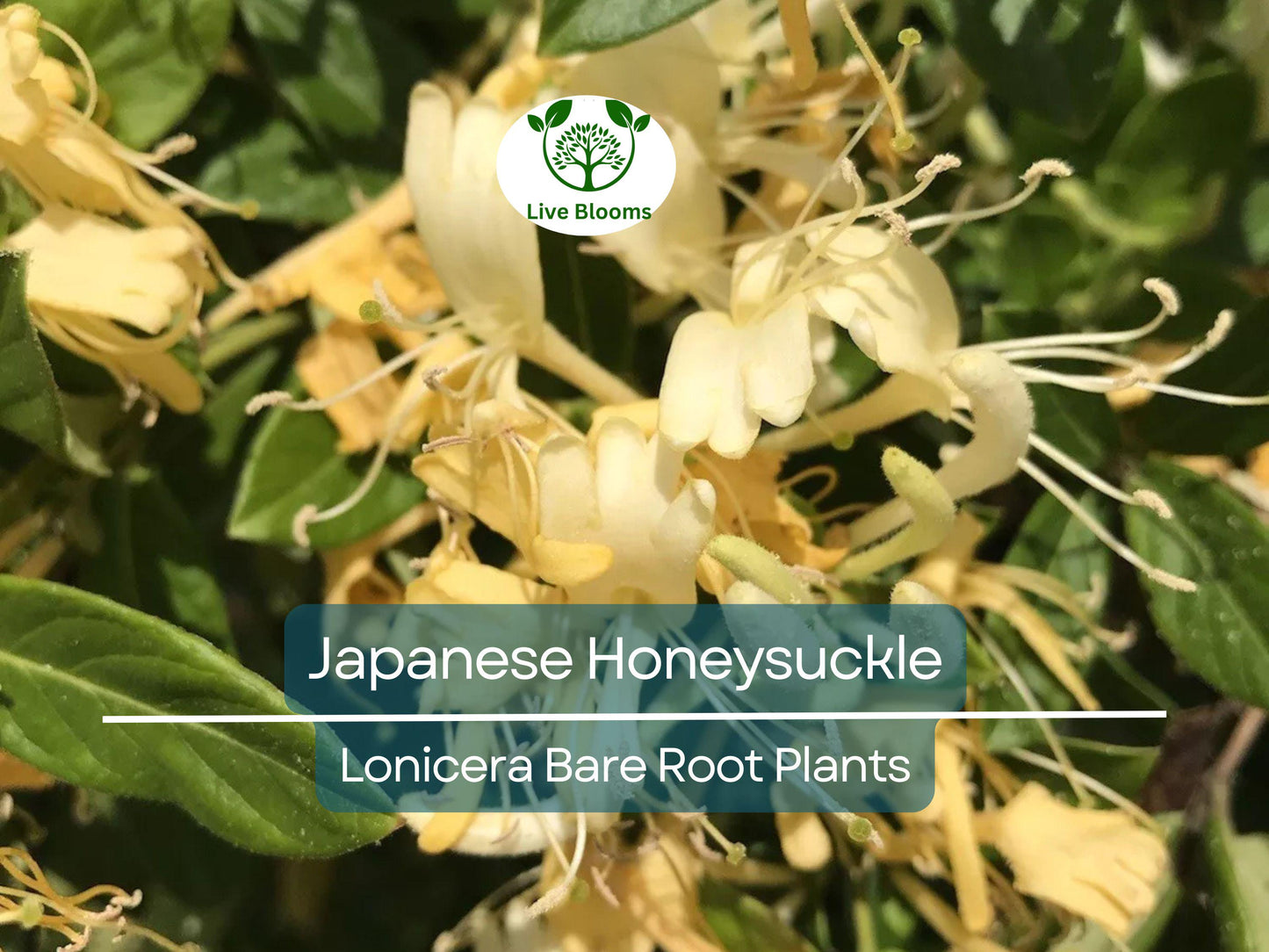 5 Japanese Honeysuckle Vines – Lonicera japonica – Live Bare Root Starter Plants – Fast-Growing & Fragrant Climber