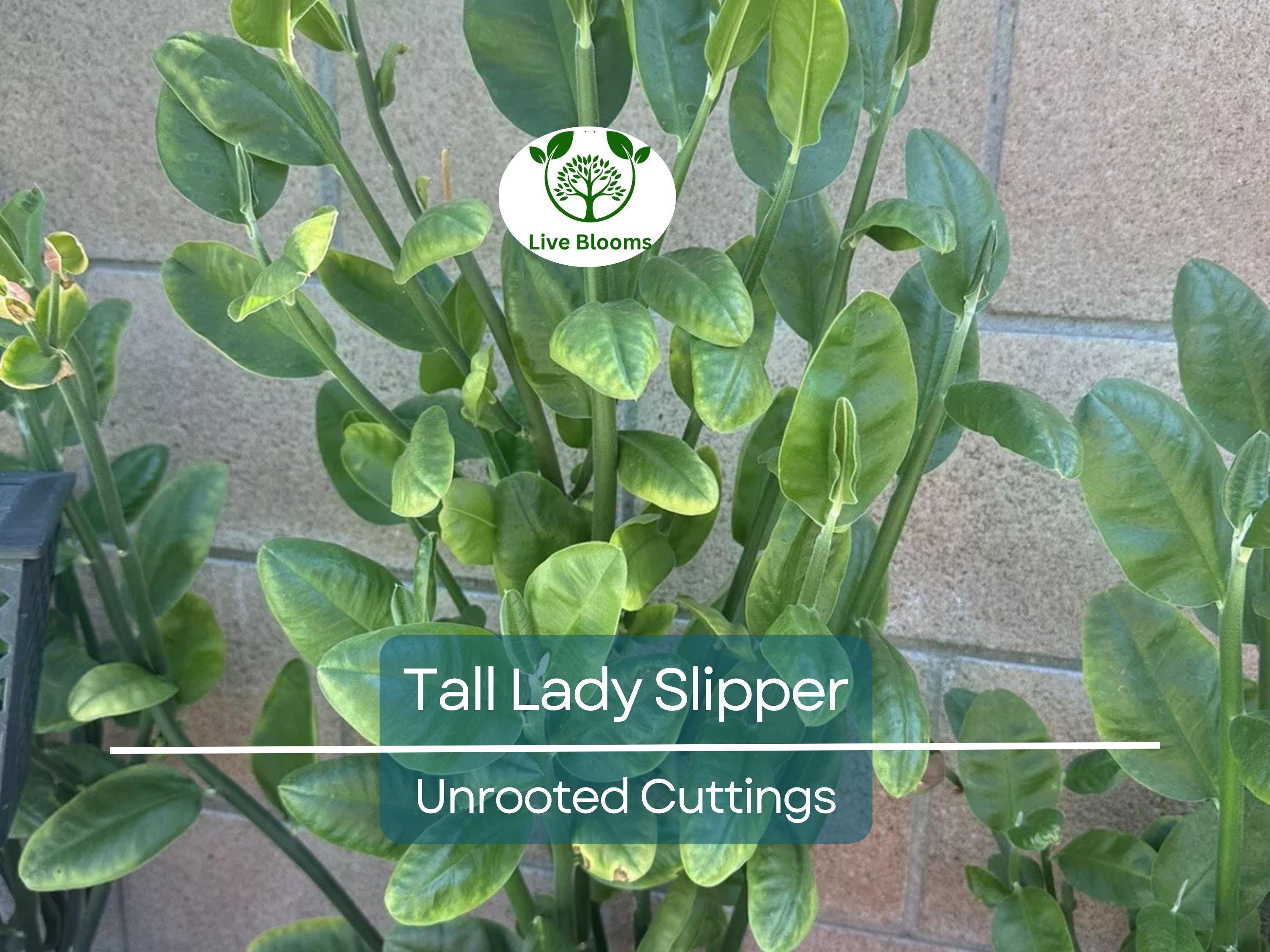 5 Stems Tall Lady Slipper (Pedilanthus) Succulent Unrooted Cuttings 3-12" | Easy Root, Unique Indoor Plant
