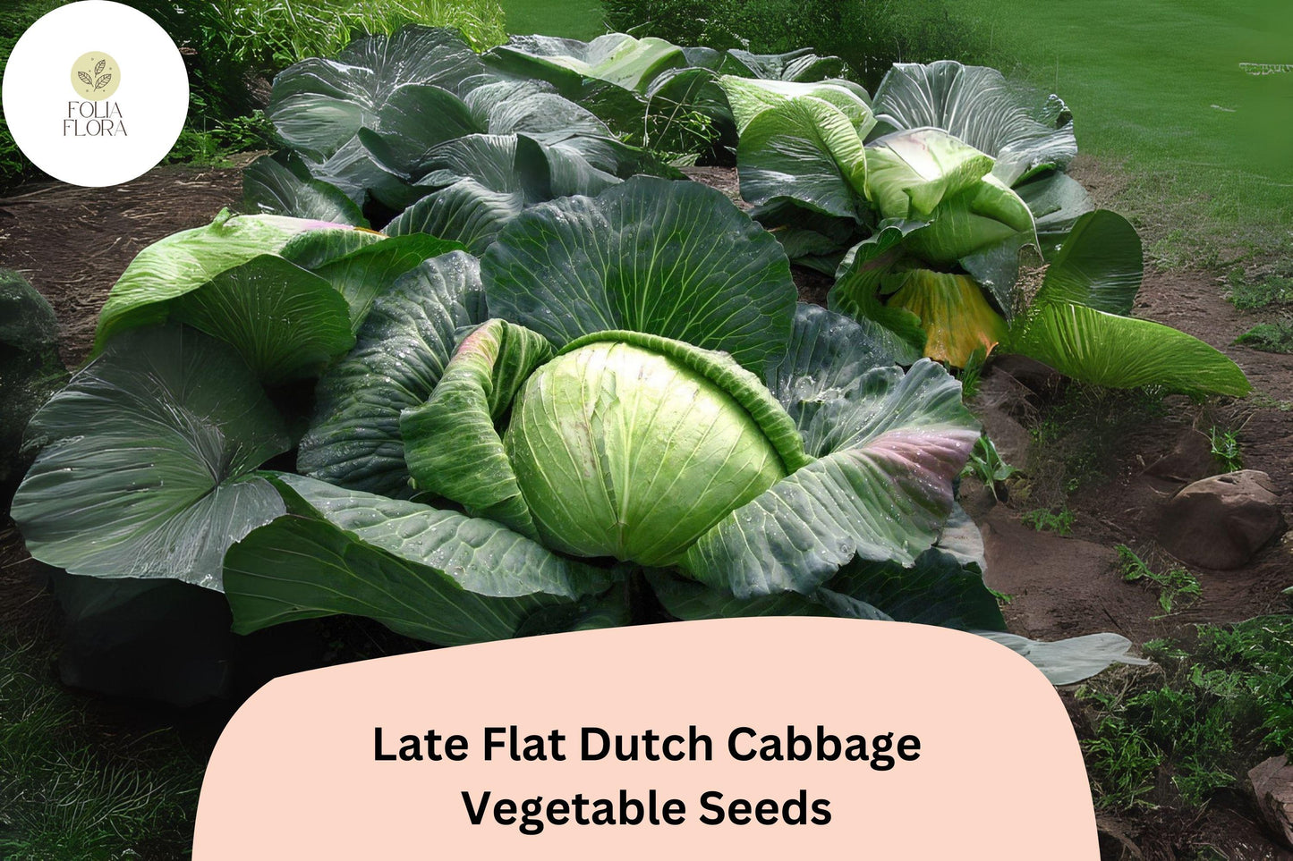 500+ Late Flat Dutch Cabbage Seeds | Brassica oleracea | Heirloom Large-Head Storage Cabbage for Garden Planting