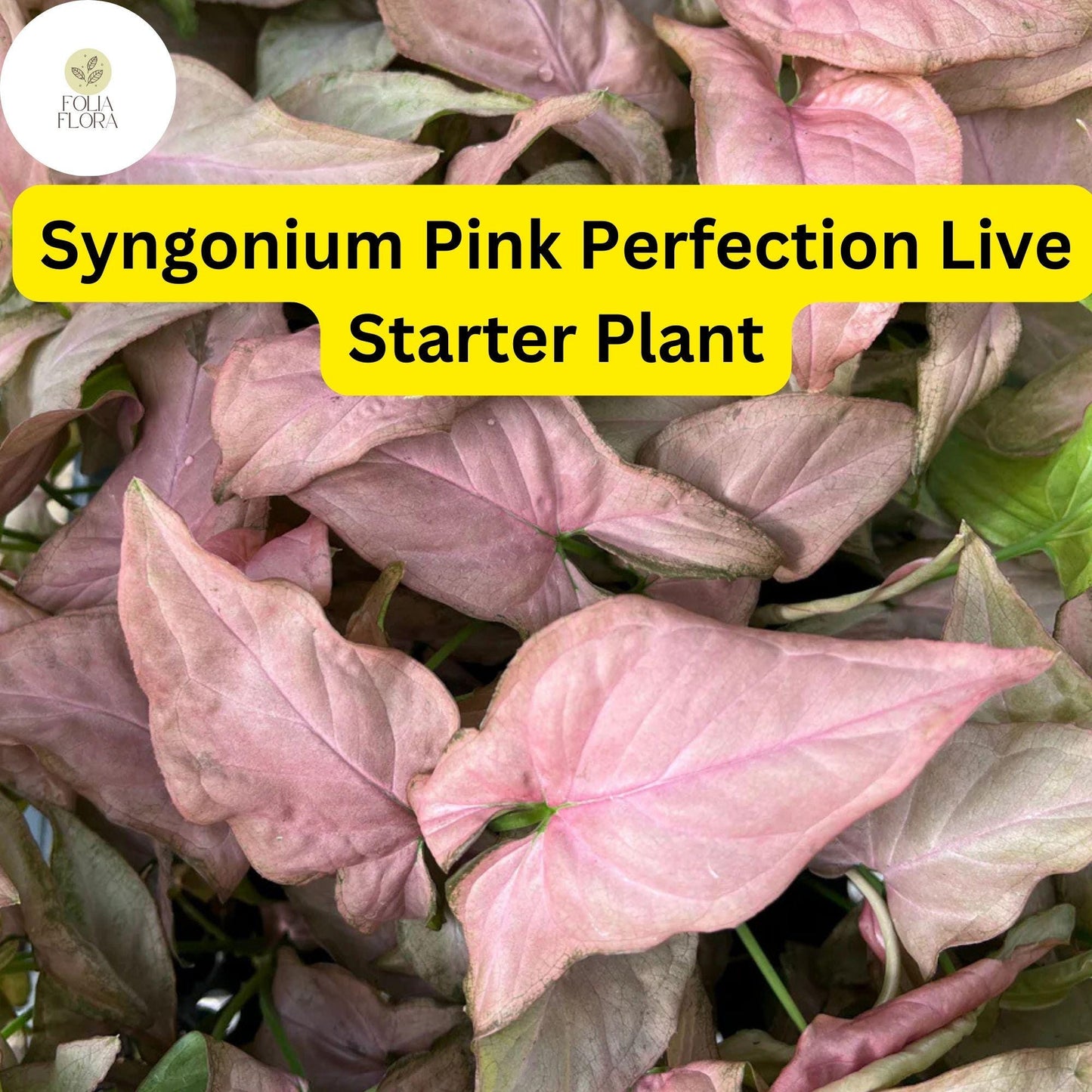 1 Syngonium podophyllum 'Pink Perfection' - Live Arrowhead Plant in 4" Pot - Rare Pink Houseplant