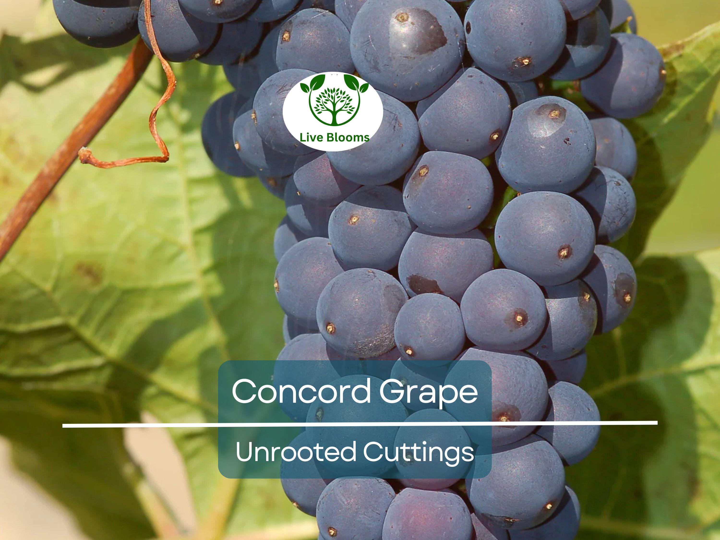 12 Organic Concord Grape Cuttings - Unrooted, 6 Inches Long for Rooting, Grape Vines, Vitis labrusca, Home Vineyard, Grape Growing Starter