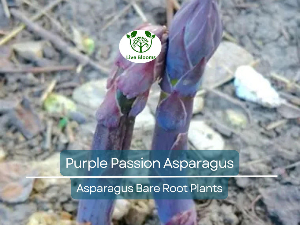 10 Purple Passion Asparagus Crowns – 2-Year Bare Root Plants – Sweet, Tender, Vibrant Spears – Perennial Vegetable for Garden