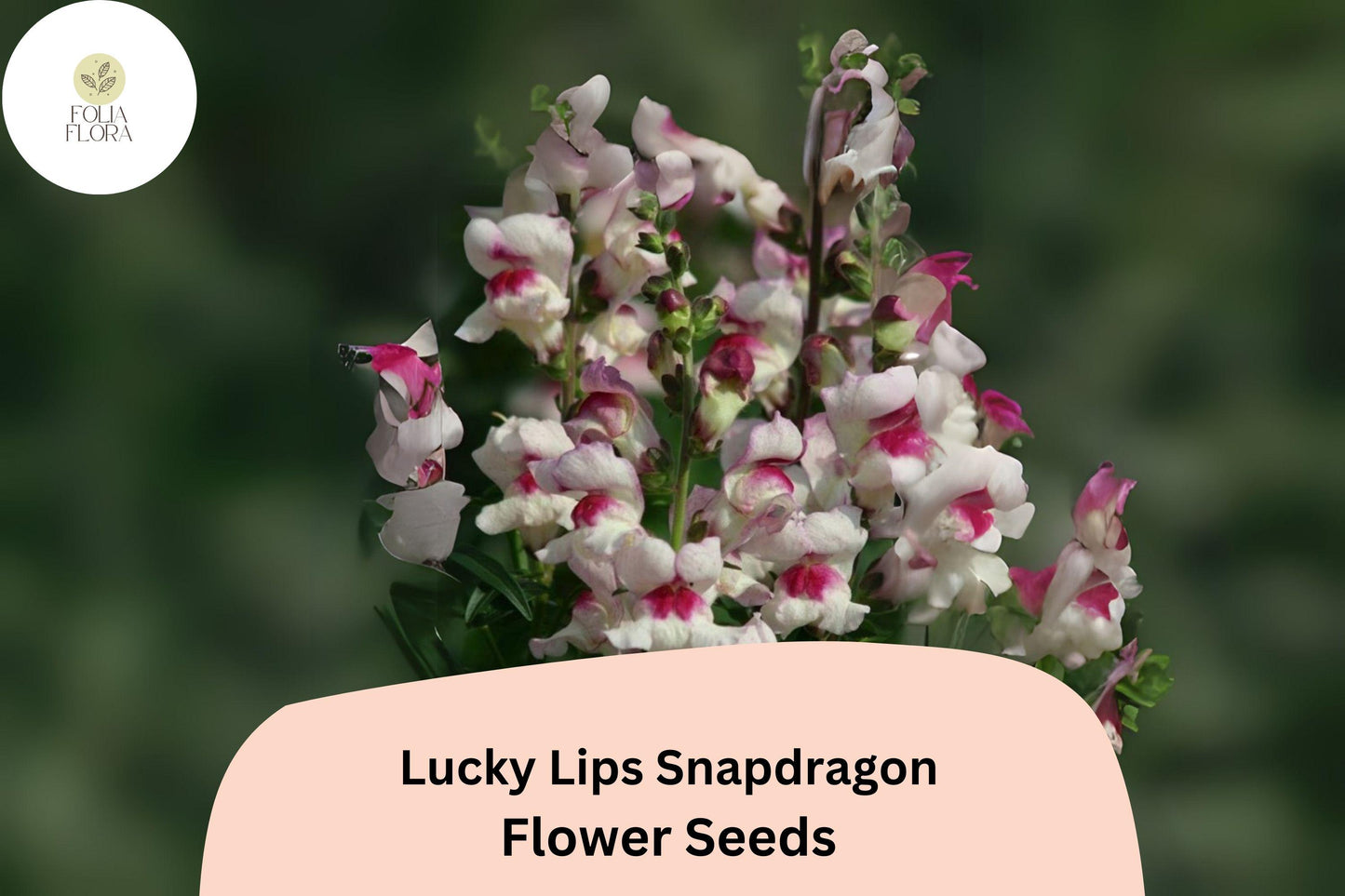 Antirrhinum majus Lucky Lips Snapdragon Seeds – 1000+ Unique Bi-Color Blooms for Garden & Cut Flowers