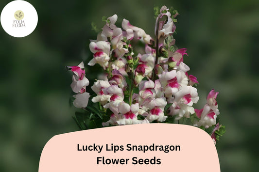 Antirrhinum majus Lucky Lips Snapdragon Seeds – 1000+ Unique Bi-Color Blooms for Garden & Cut Flowers