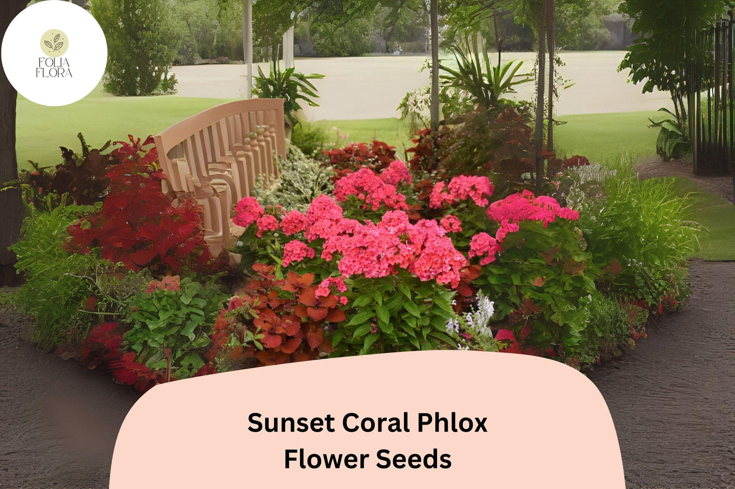 100+ Sunset Coral Phlox Seeds – Vibrant Coral Garden Flowers, Phlox paniculata