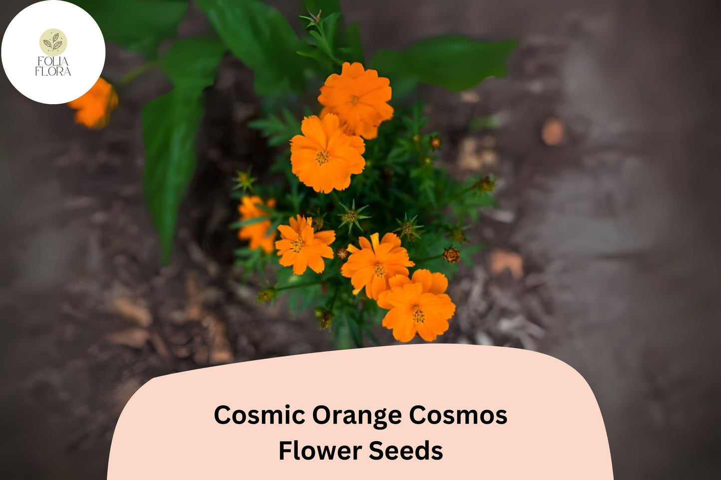 200+ Cosmic Orange Cosmos Seeds | Cosmos Sulphureus Bright Orange Annual Flowers for Garden
