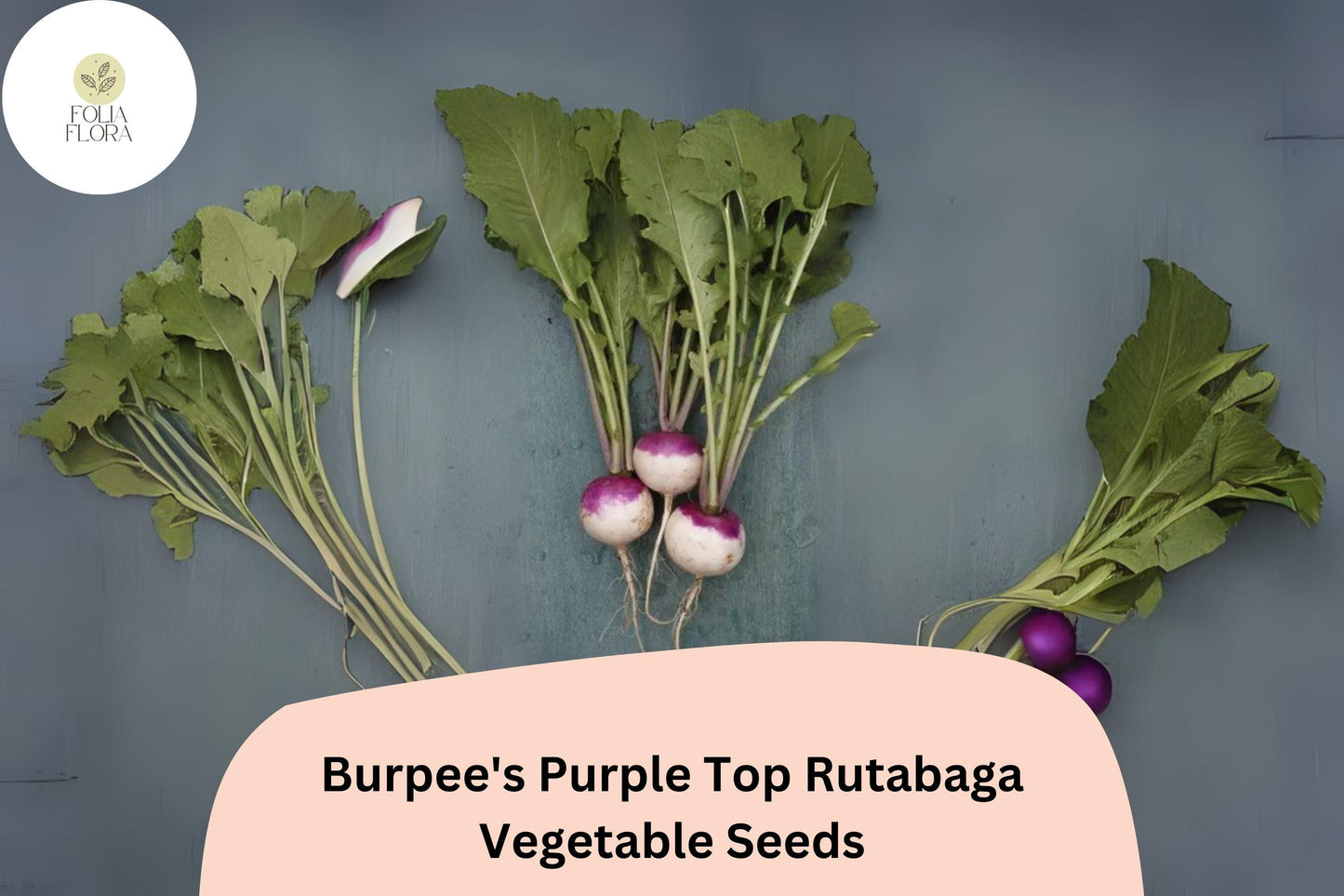 500+ Burpee’s Purple Top Rutabaga Seeds – Heirloom Brassica Seeds for Garden Planting