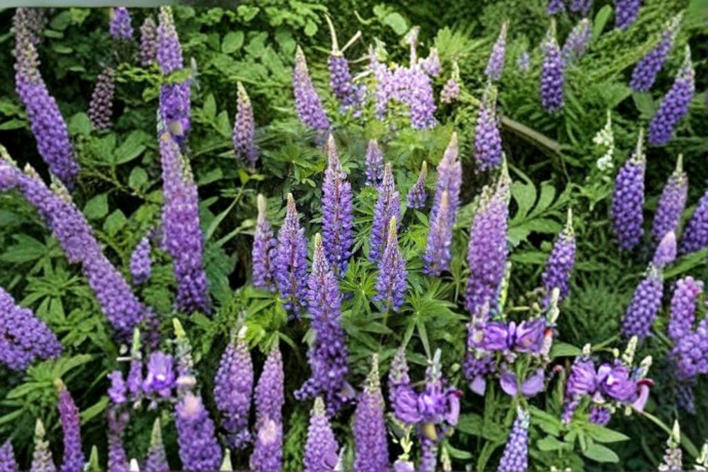 Lupine – Perennial Blue 25 Seeds | Classic Blue Flower Spikes | Hardy Perennial | Pollinator Favorite