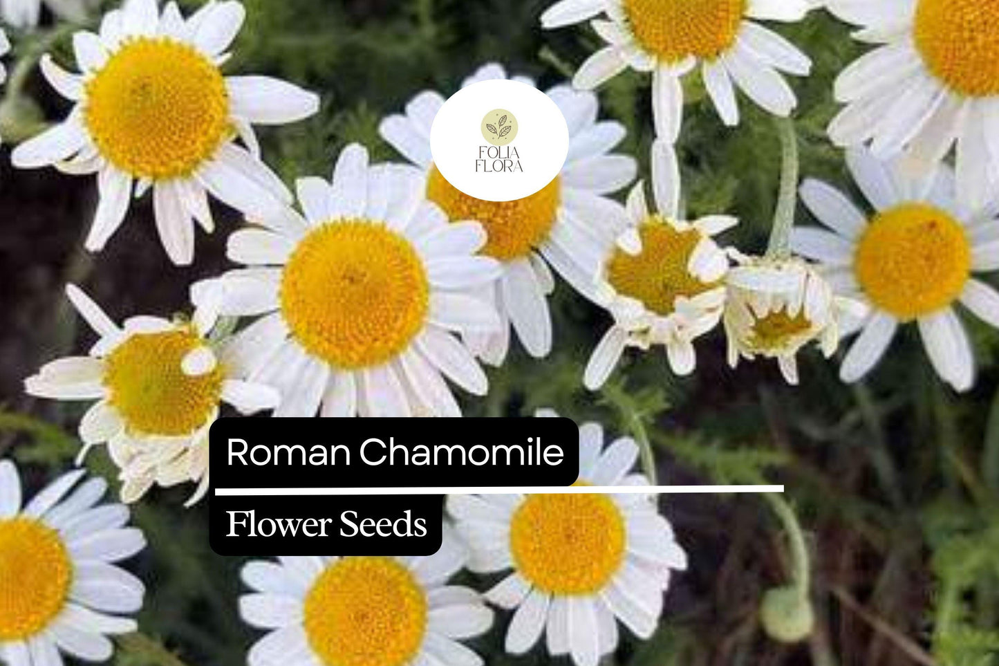2000 Seeds Roman Chamomile (Chamaemelum nobile) – Fragrant Perennial Herb for Tea, Ground Cover, and Aromatherapy