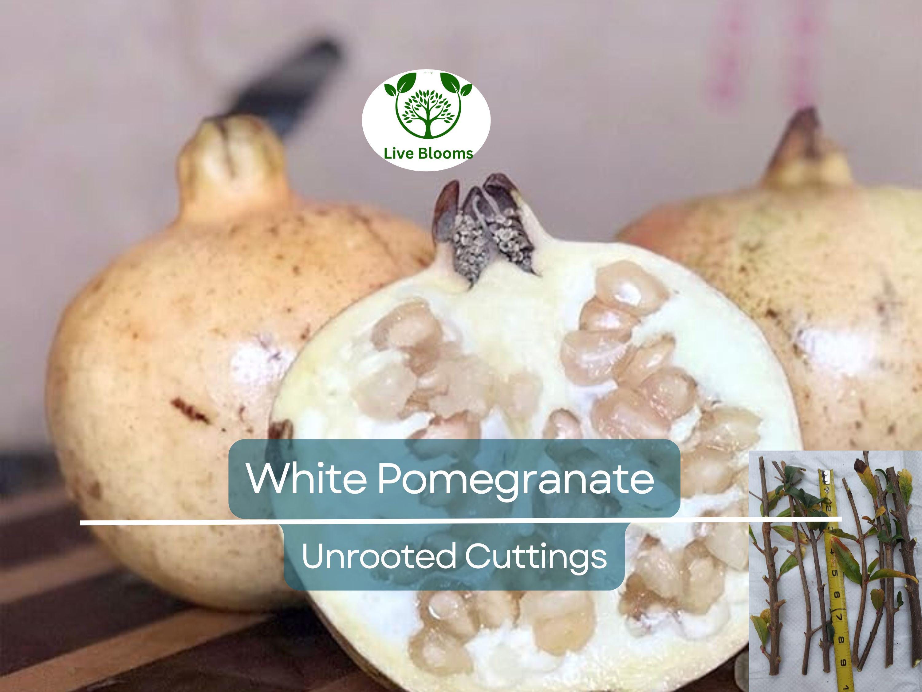 10 Rare Organic White Pomegranate Unrooted Cuttings 8-10" - Punica Granatum - Unique Fruit Tree for Propagation & Garden
