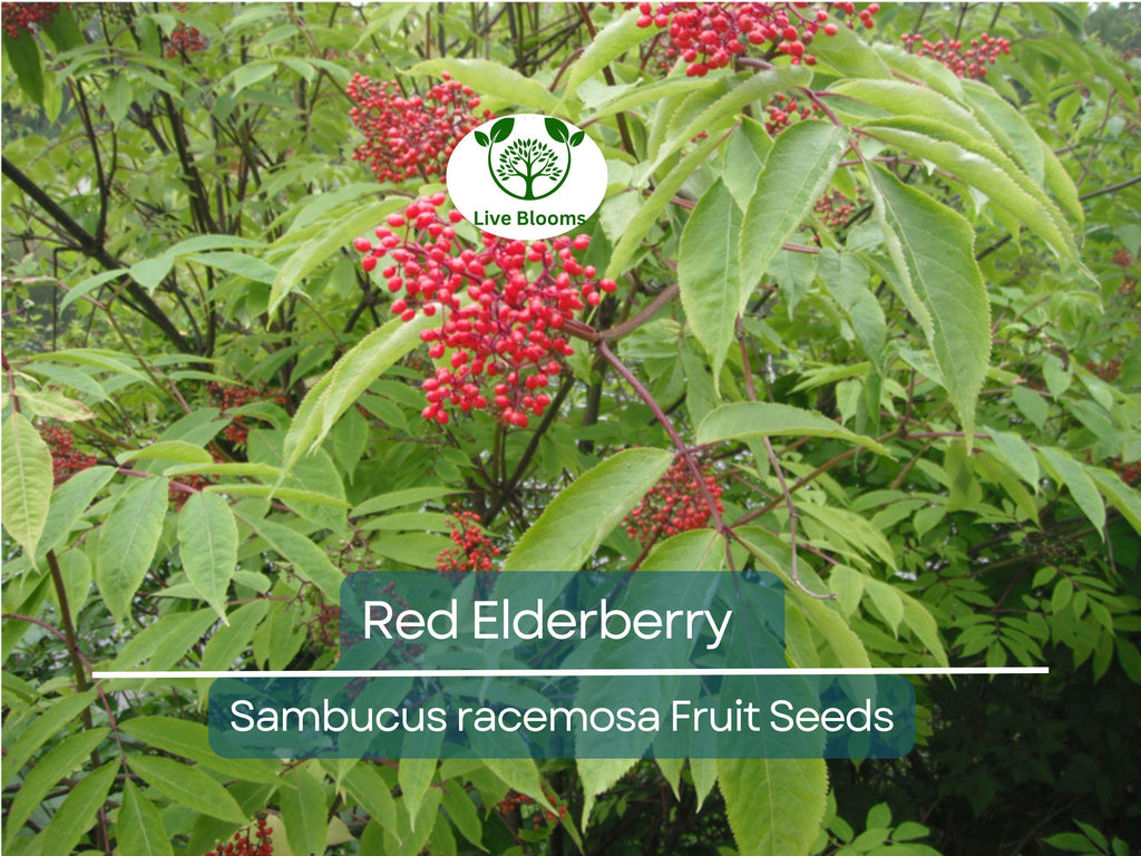 80 Red Elderberry Seeds (Sambucus racemosa), Tree Shrub, Edible Fruit, Berry, Herb, Garden Starter, Wild Elderberry, High Yield Plant