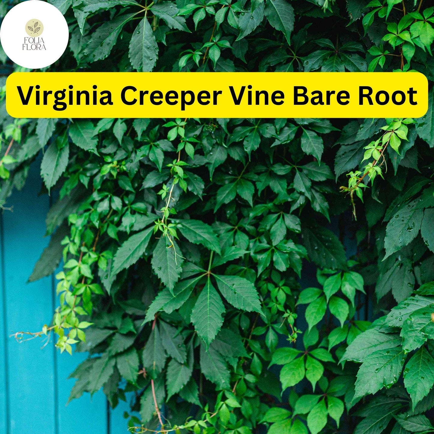 5 Virginia Creeper Vines, Parthenocissus quinquefolia, Bare Root Perennial Plants, Fast-Growing Climber
