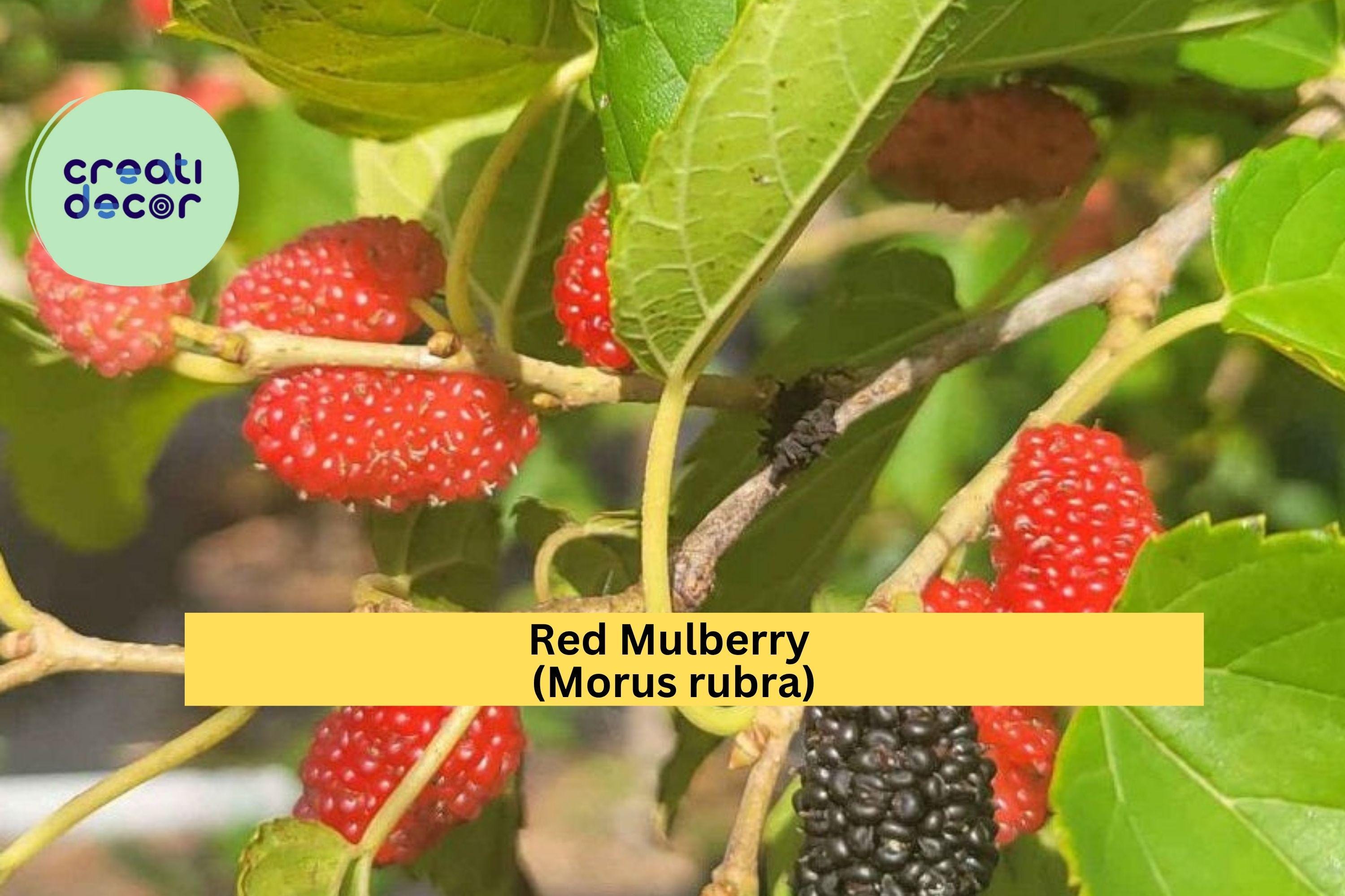 Red Mulberry Tree – Morus rubra Live Plant (Non-Dwarf) Hardy Native Fruit Tree with Sweet Berries for Orchards & Wildlife Gardens Zones 4-9
