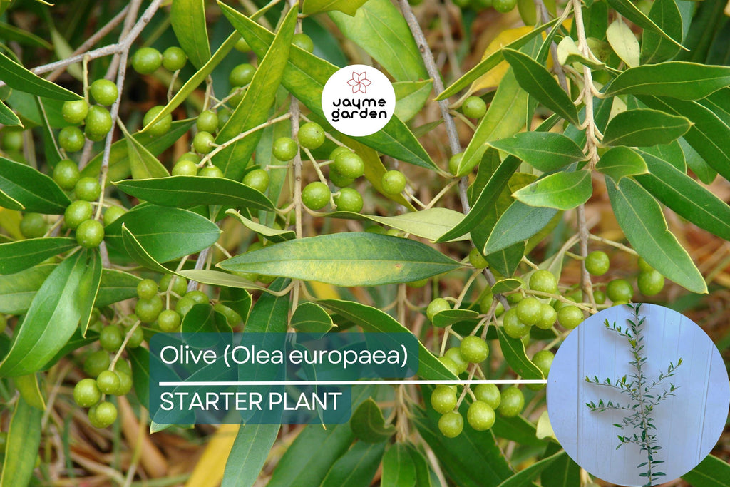 Olive Tree Starter Plant – Live Fruit Tree (Olea europaea) | Hardy Mediterranean Herb | Mature 20-30 feet tall
