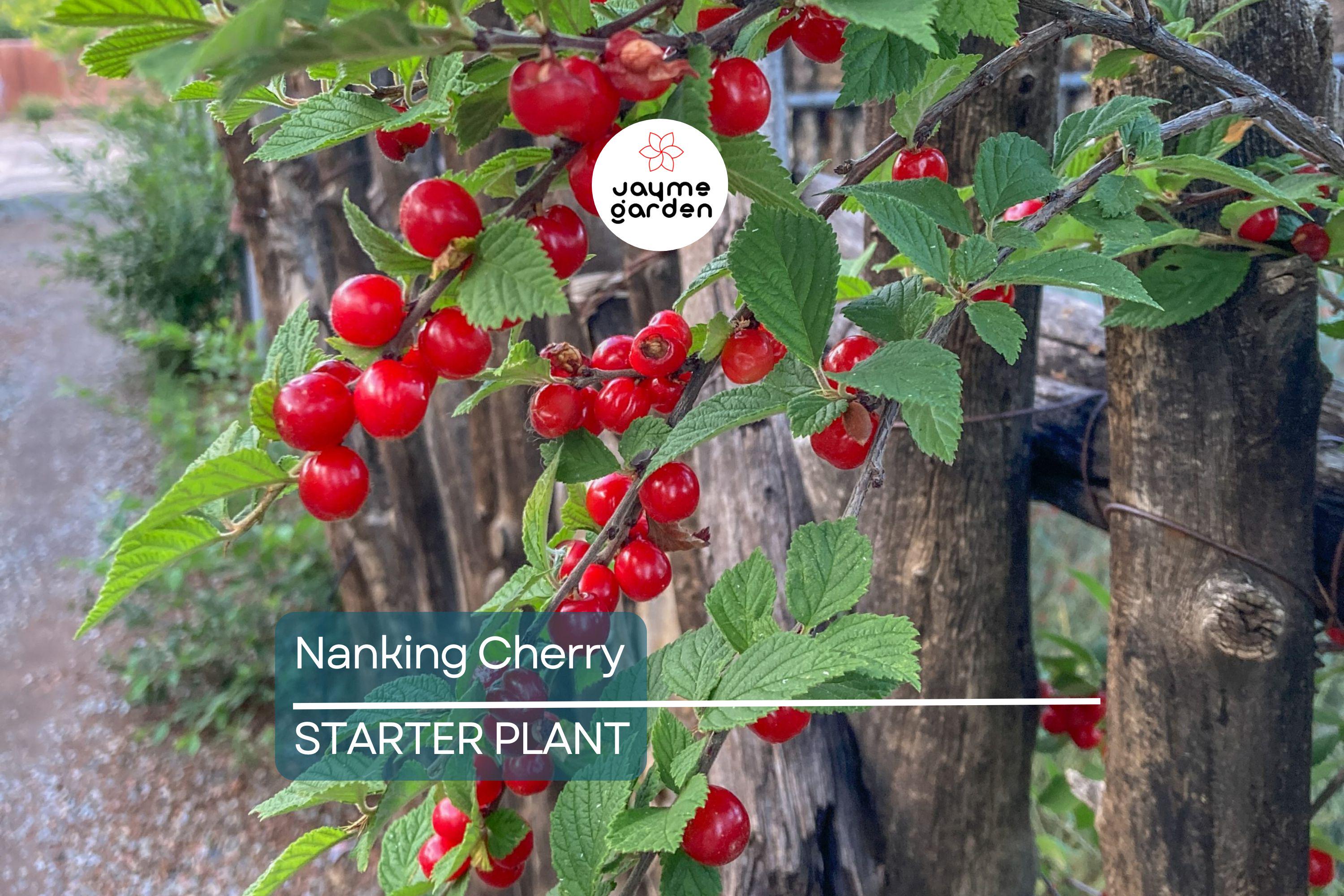 Nanking Cherry Scion | 6-10" Length for Grafting | High-Quality Scionwood from Seed-Grown Nanking Cherry Bushes