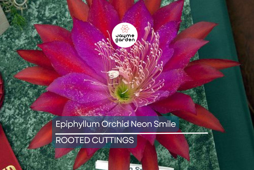 Epiphyllum Orchid Cactus Neon Smile | 3 Rooted Cuttings | Pink Blooms | Easy-Care Exotic Plant | Fresh Growth | Unpotted