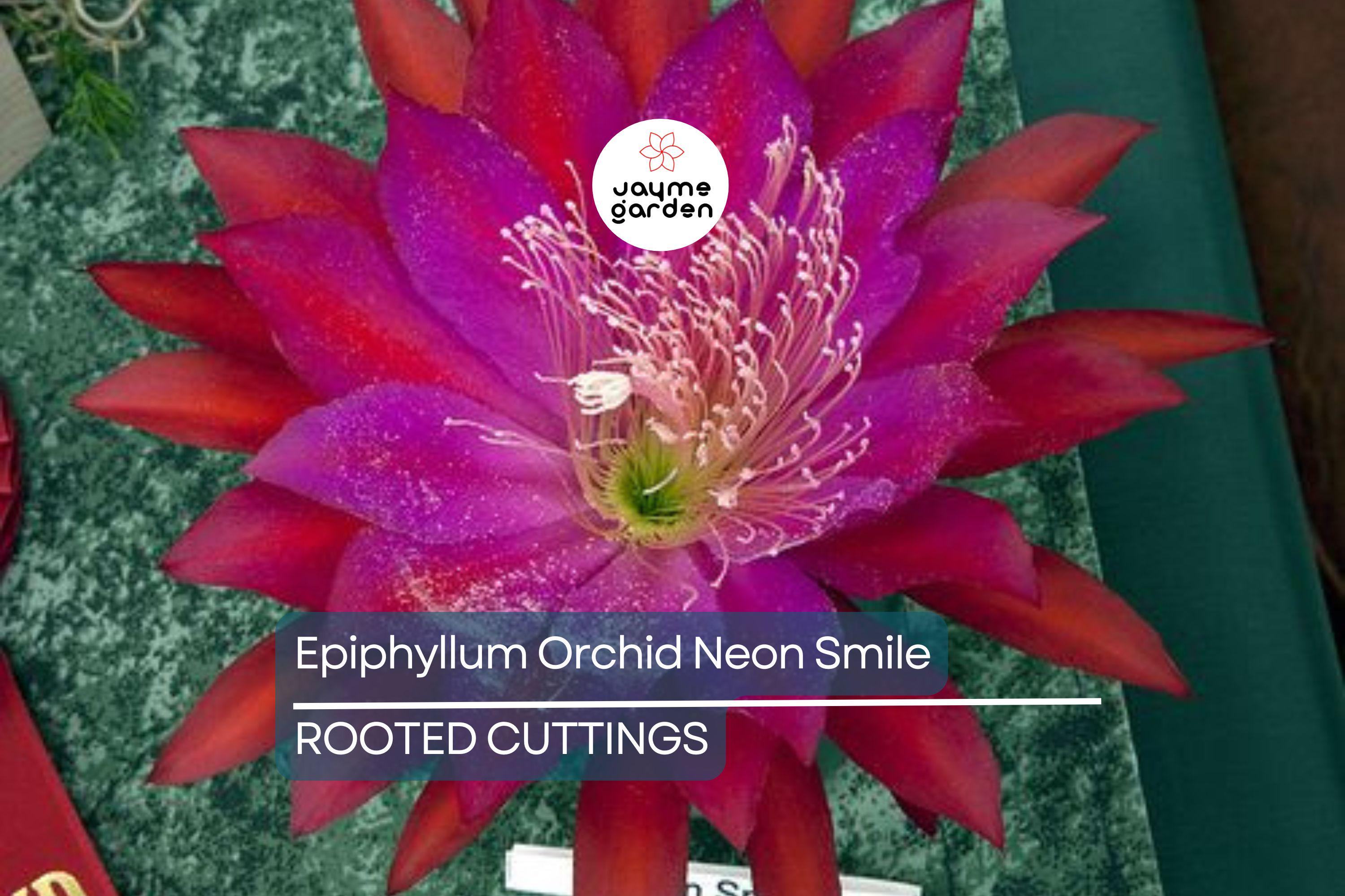 Epiphyllum Orchid Cactus Neon Smile | 3 Rooted Cuttings | Pink Blooms | Easy-Care Exotic Plant | Fresh Growth | Unpotted