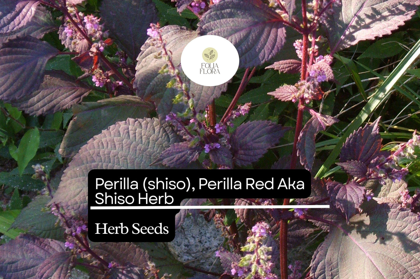 500mg Perilla Red Aka Shiso Seeds Perilla frutescens | Aromatic Herb, Non-GMO, Asian Cuisine, Red Leaves, Wraps, Garnishes & Pickling