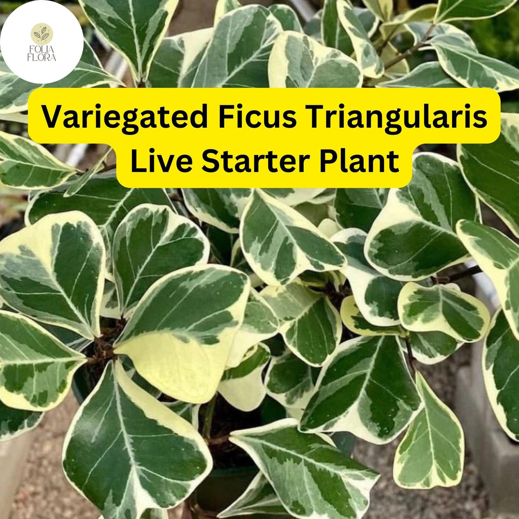 1 Ficus triangularis variegata - Variegated Ficus Triangularis Live Starter Plant