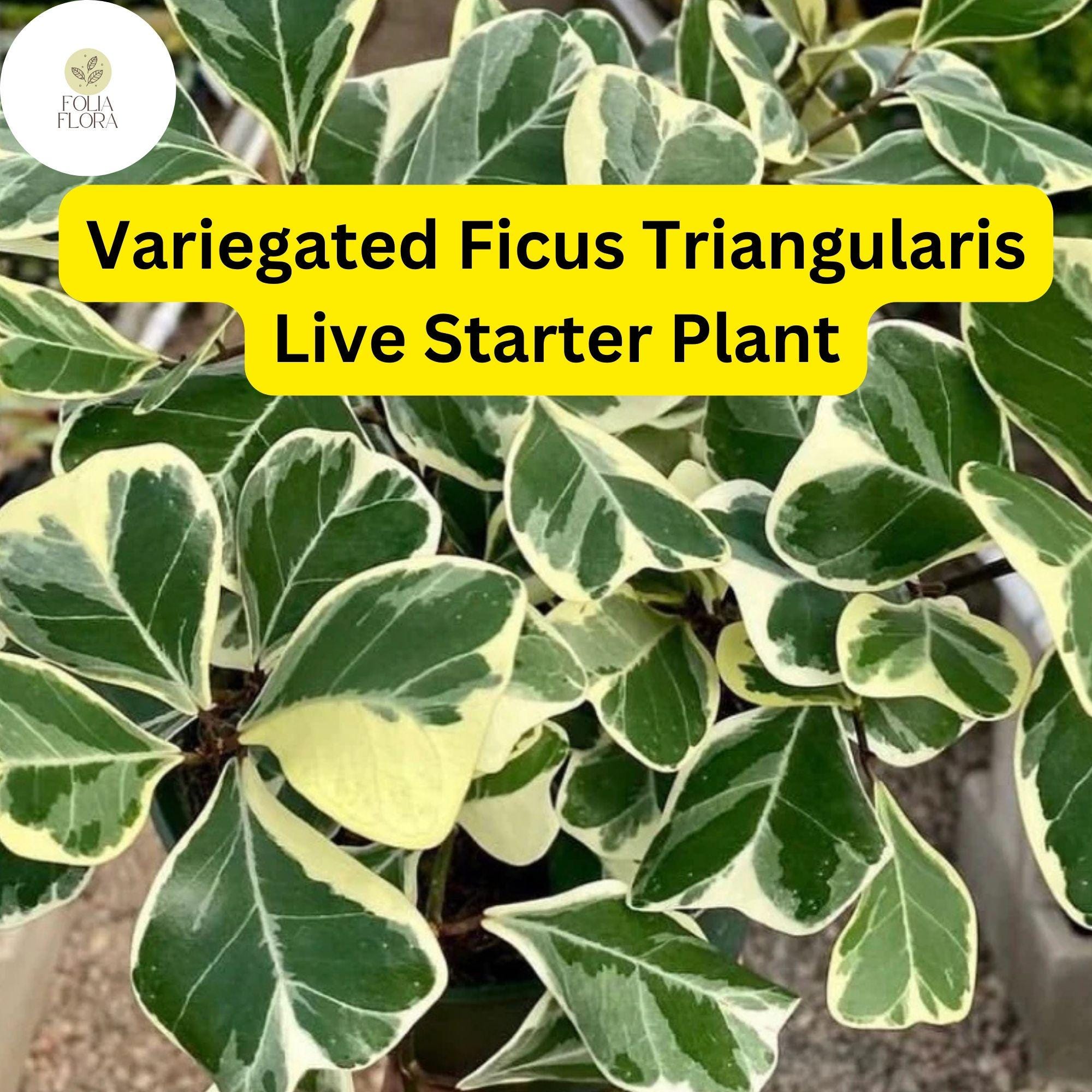 1 Ficus triangularis variegata - Variegated Ficus Triangularis Live Starter Plant