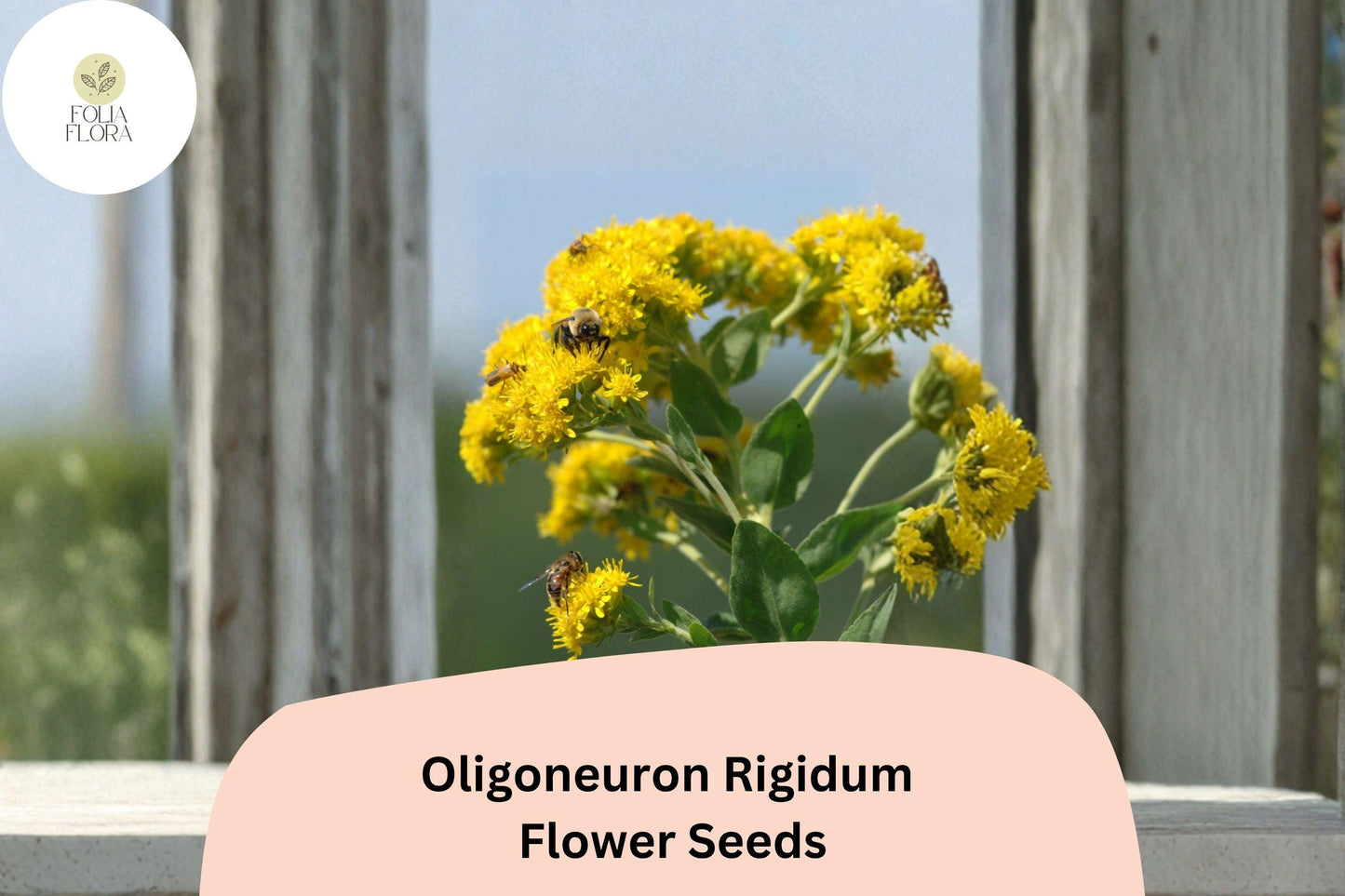 700 Oligoneuron rigidum Seeds | Stiff Goldenrod | Native Yellow Wildflower for Pollinator Gardens