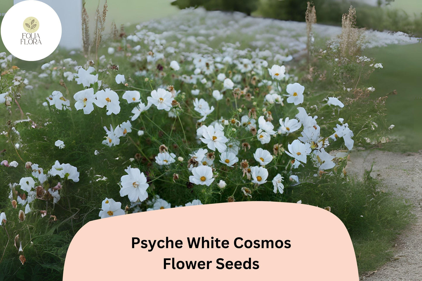 200+ Psyche White Cosmos Seeds | Cosmos Bipinnatus Pure White Blooms | Annual Garden Flower Seeds for Planting