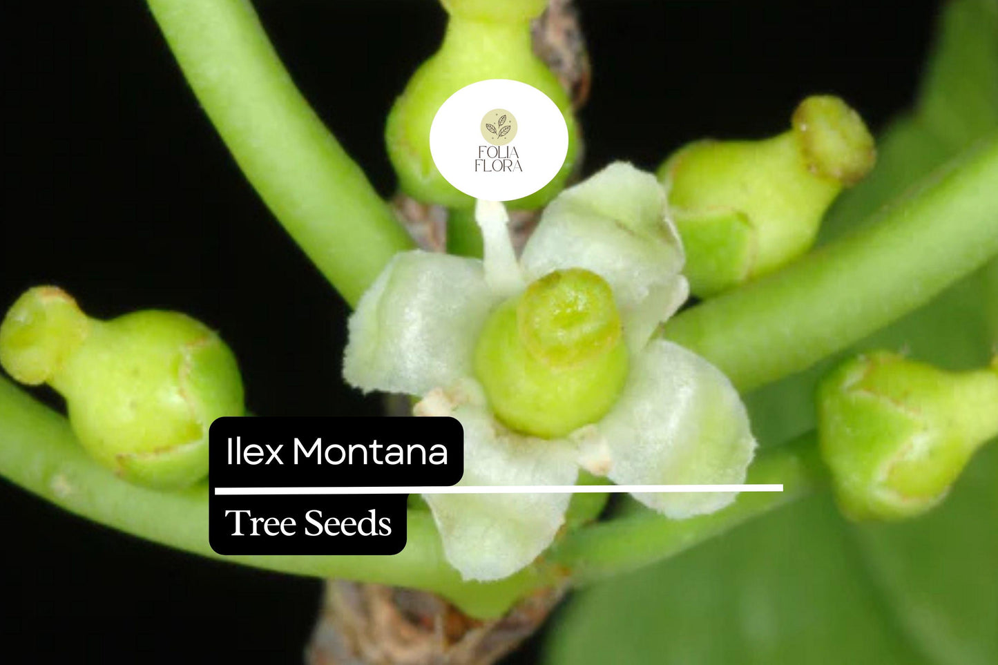 500mg Ilex Montana, Mountain Holly, Evergreen Shrub Seeds, Hardy Berry Plant