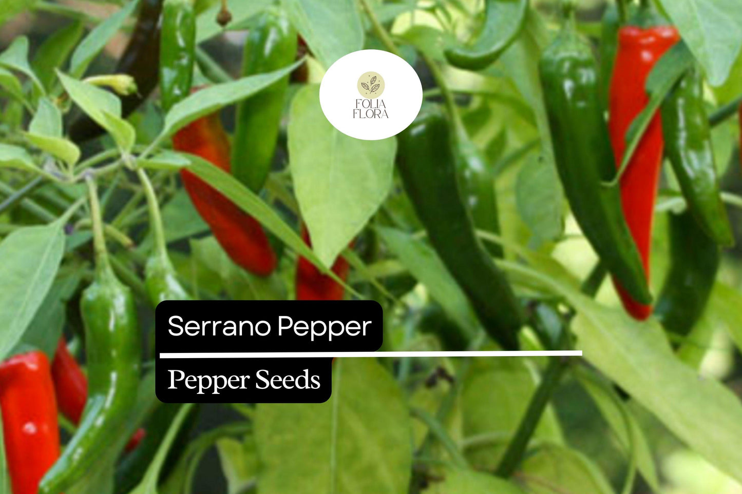 25 Serrano Pepper Seeds – Capsicum annuum – Heirloom, Spicy & Flavorful, High-Yielding