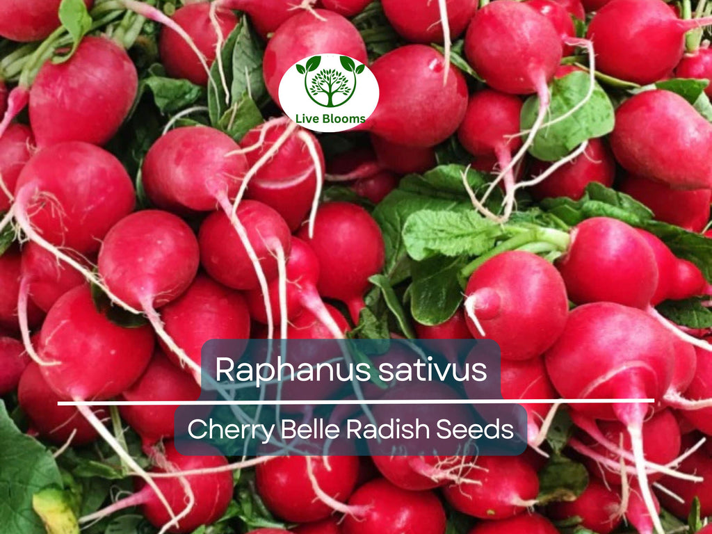 80 Seeds Radish Cherry Belle – Raphanus sativus | Fast-Growing Heirloom Radish Seeds for Planting, Gardening & Crisp Red Harvests