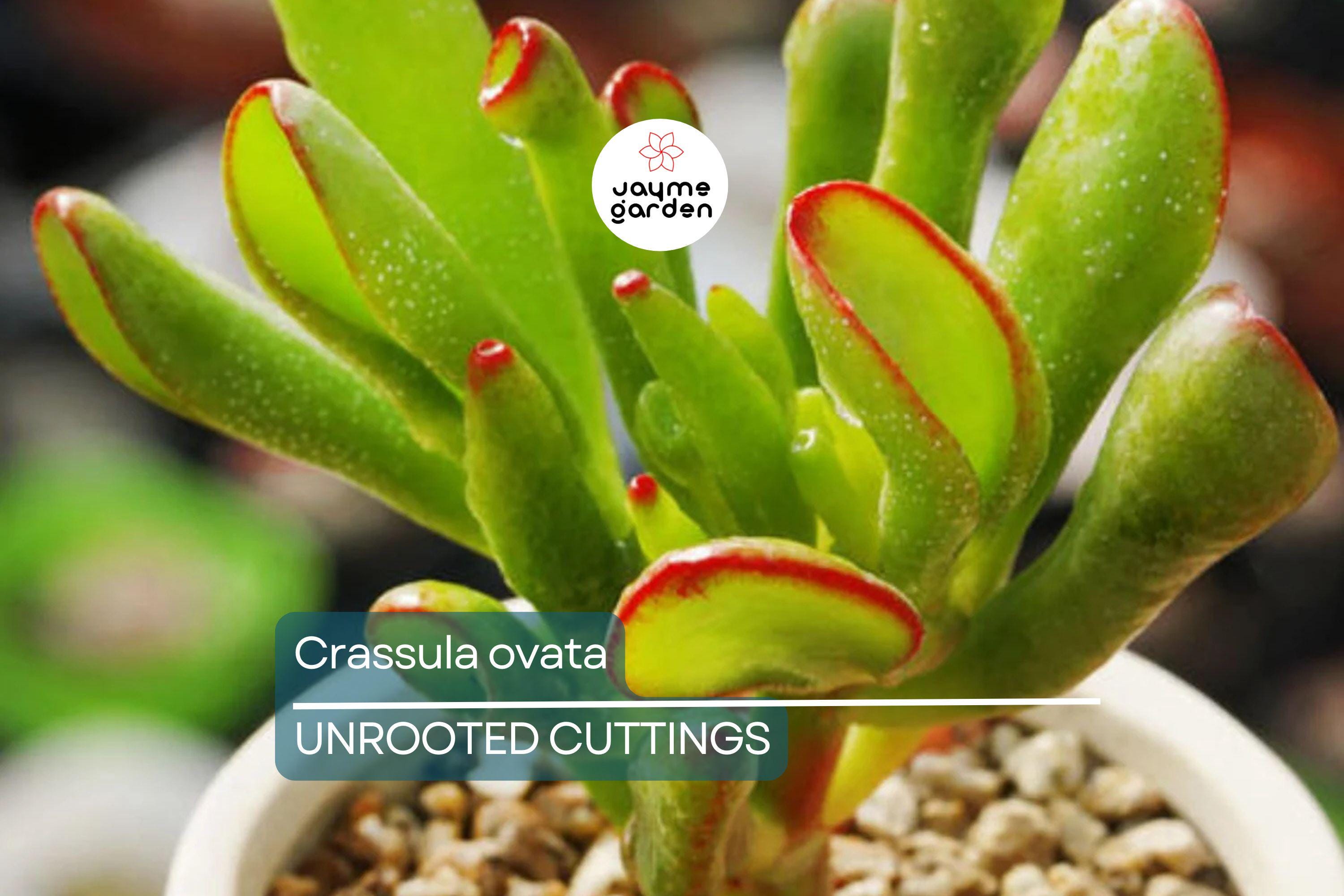 Crassula ovata Jade Plant Cuttings | 2 Unrooted Succulent Cuttings (3-5") | Easy Care Indoor Plant | Lucky Money Tree