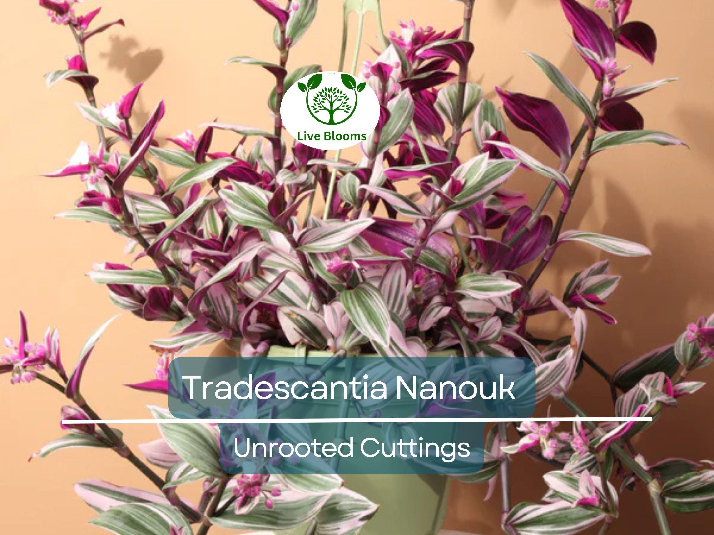 5 Unrooted Cuttings 4”-8” BIG Tradescantia Nanouk Rare "Pink Wandering Jew" | Beautiful Pink, White & Green Foliage, Easy to Propagate