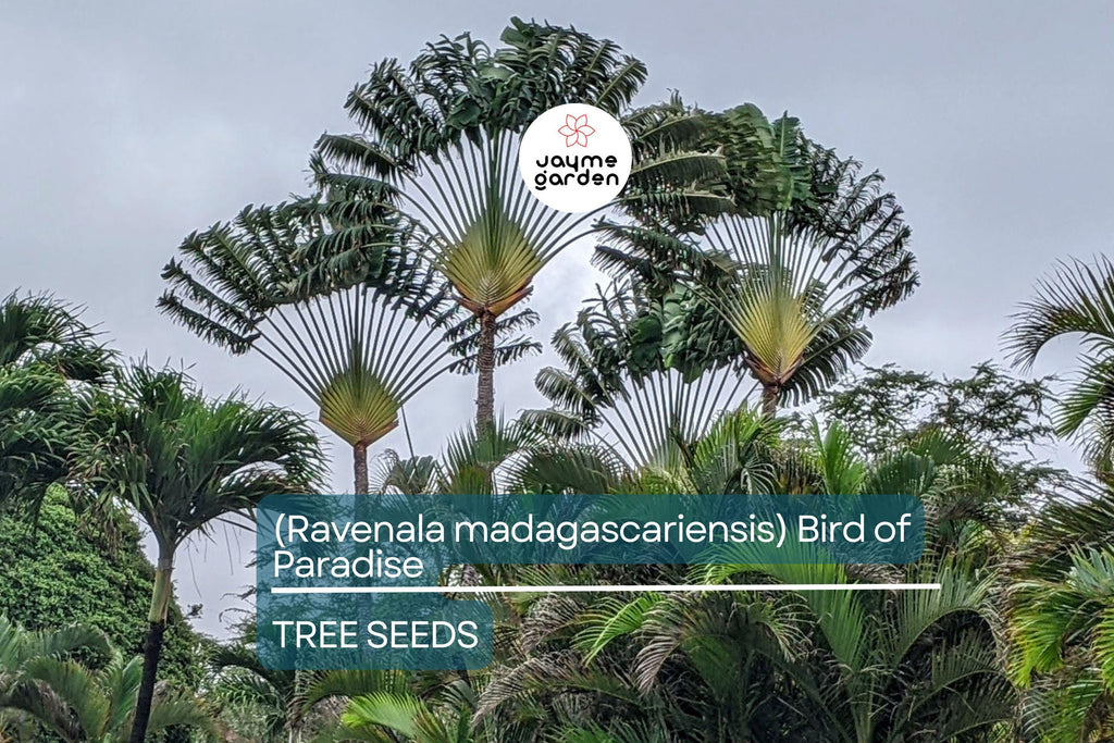 5 Traveler’s Palm Tree Seeds – Ravenala madagascariensis, Bird of Paradise, Tropical Fan-Shaped Evergreen