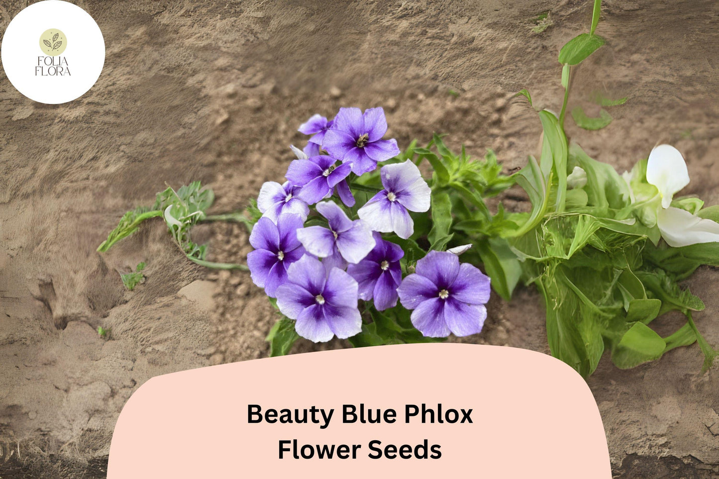 100+ Beauty Blue Phlox Seeds – Perennial Garden Flowers, Phlox paniculata