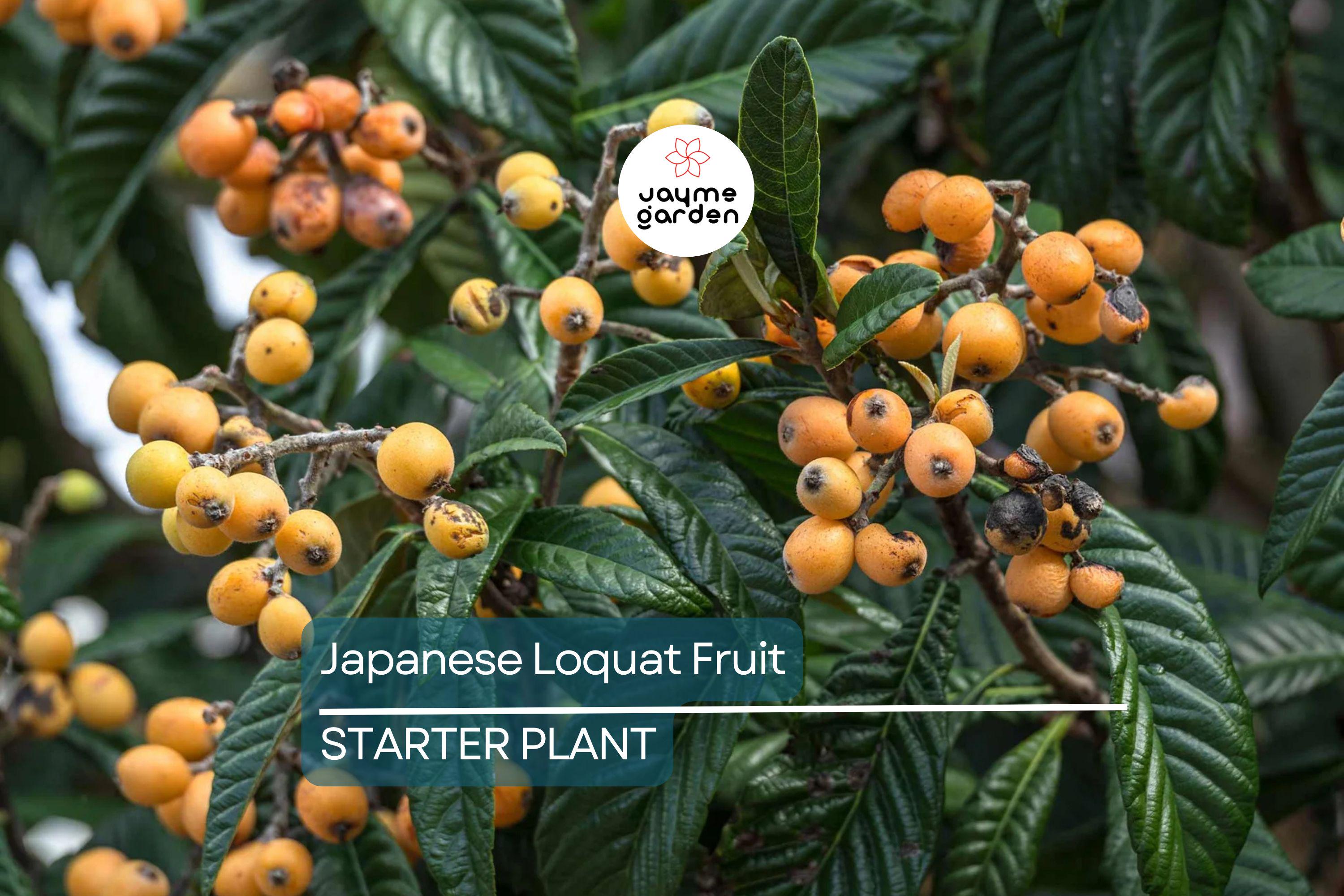 Japanese Loquat Fruit Tree 8” Seedling - Tropical Live Plant with Pot - Sweet Fruit, Ready to Plant