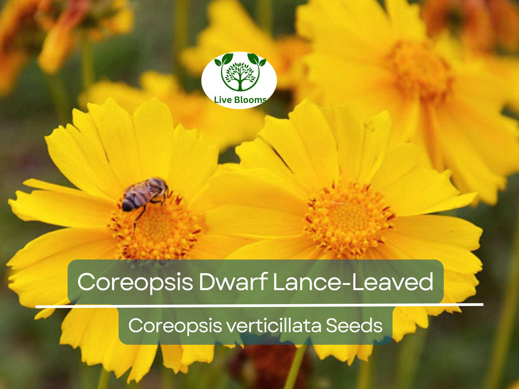 500 Seeds Coreopsis Dwarf Lance-Leaved Tickseed Perennial Non-GMO Butterflies Flower, Coreopsis verticillata, Yellow Garden Plants