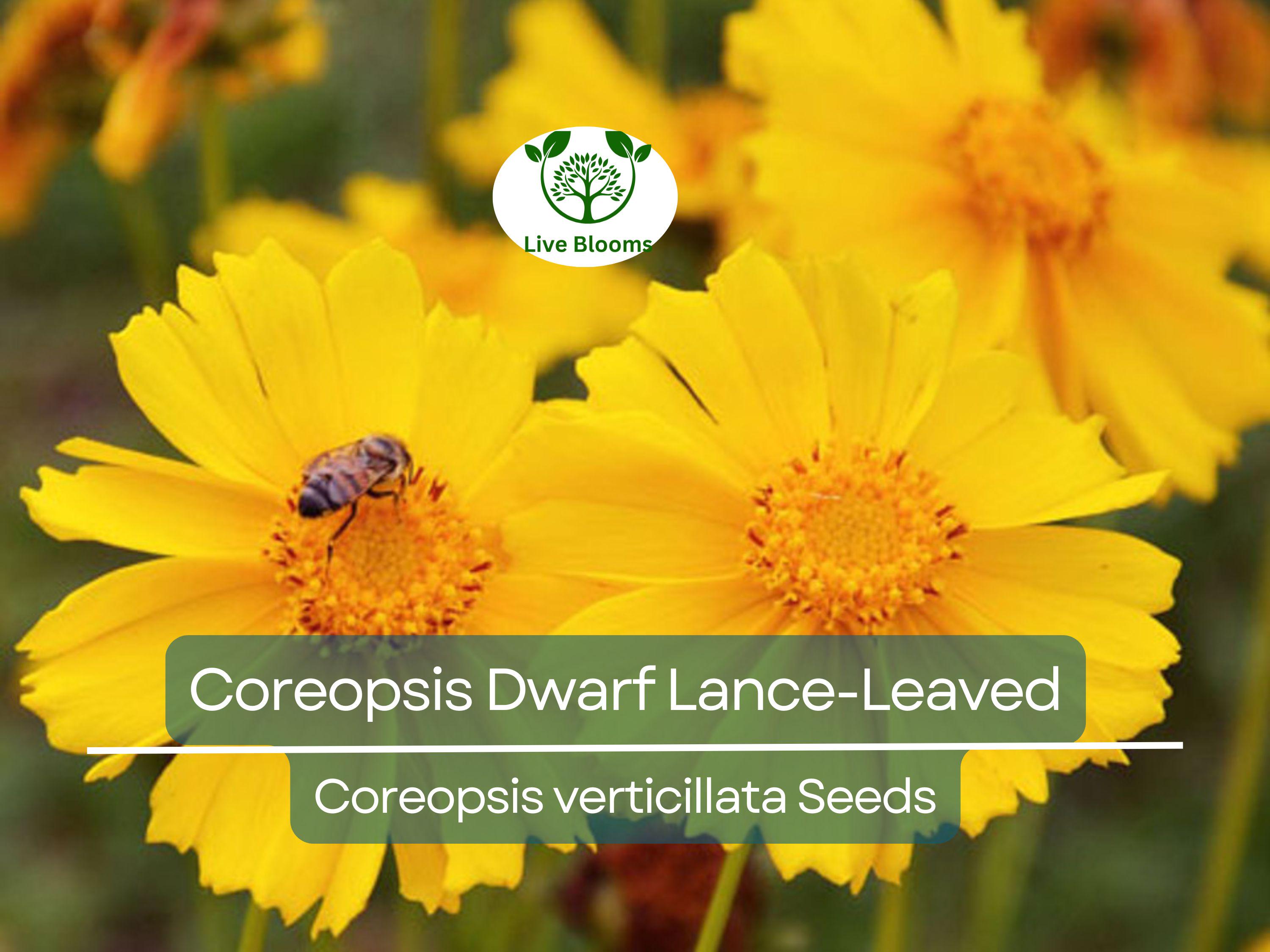 500 Seeds Coreopsis Dwarf Lance-Leaved Tickseed Perennial Non-GMO Butterflies Flower, Coreopsis verticillata, Yellow Garden Plants