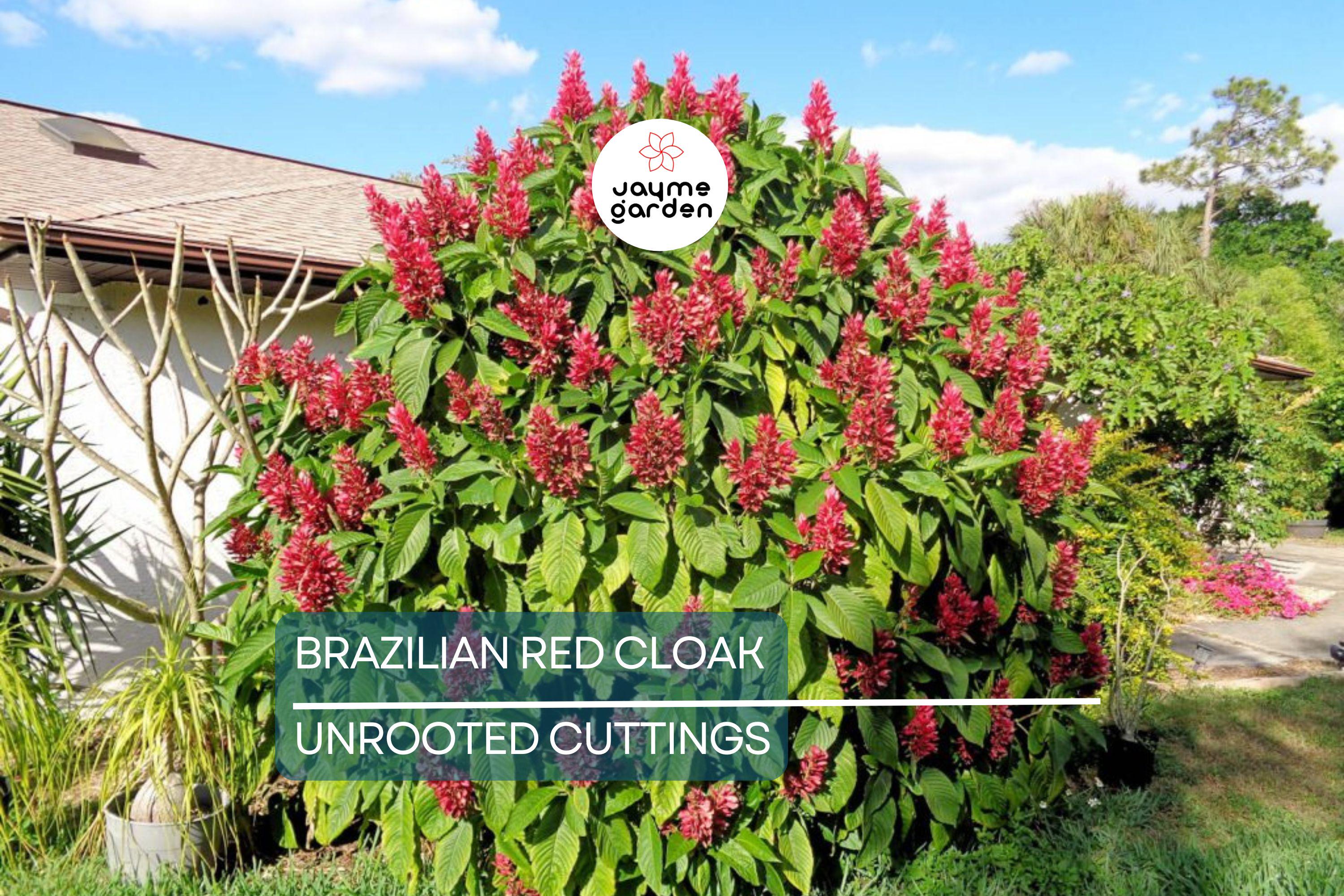 Brazilian Red Cloak 7 Fresh Cuttings – Easy to Root Exotic Shrub