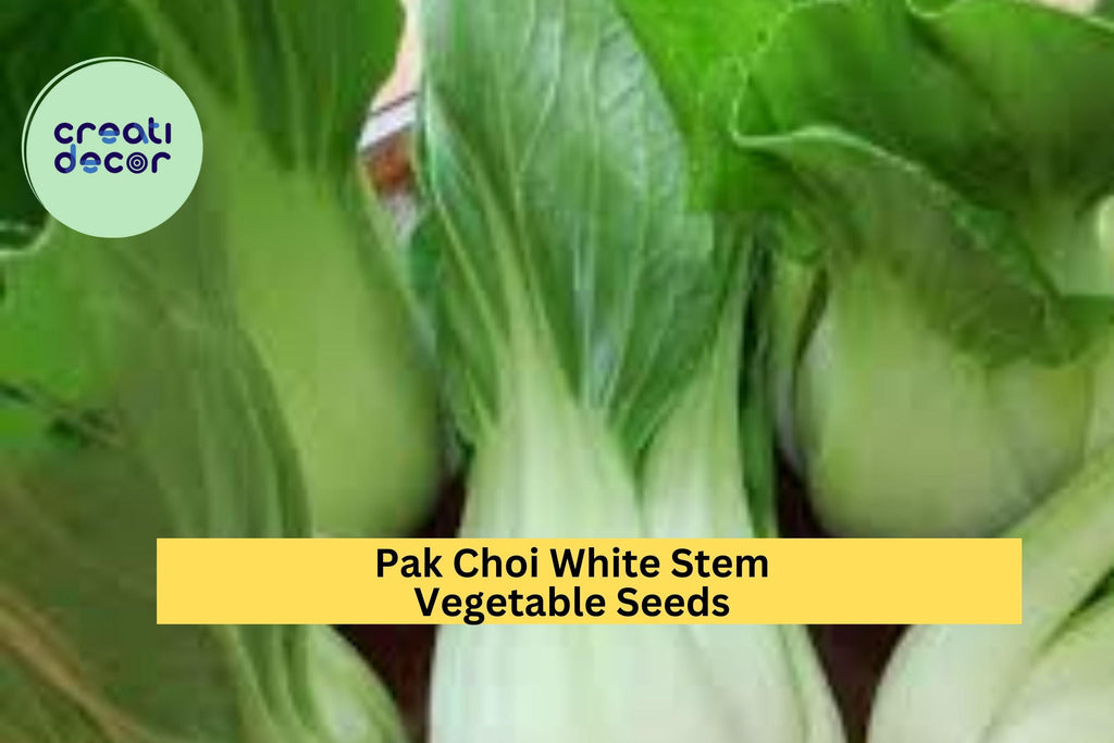 3pcs of 1g Pak Choi White Stem Seeds – Crisp Asian Greens for Stir-Fries, Soups & Home Garden Vegetable Growing Seeds for Planting