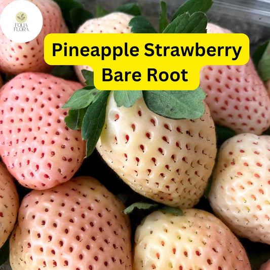 10 Bare Root Pineapple Strawberry Plants – Fragaria × ananassa, Unique White Strawberries