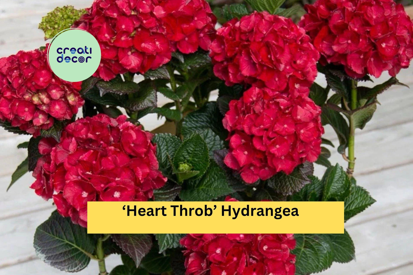 Heart Throb Hydrangea | Live Well Rooted Starter Plant | Ornamental Shrub with Red Blooms