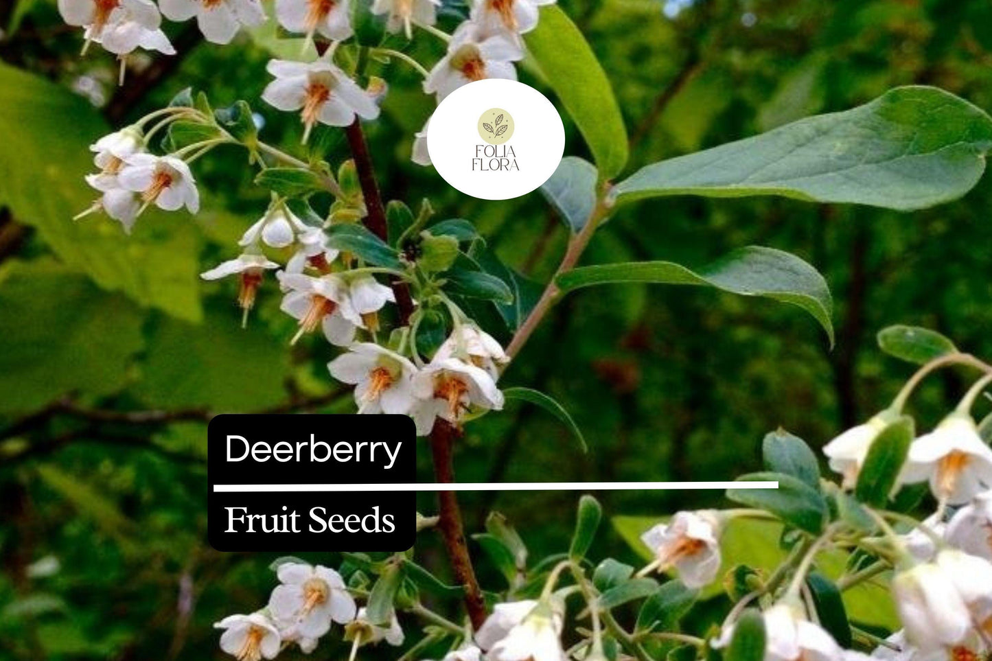 Deerberry Seeds (25) | Vaccinium stamineum | Native Wild Blueberry Shrub | Fruit Plant for Wildlife & Landscapes